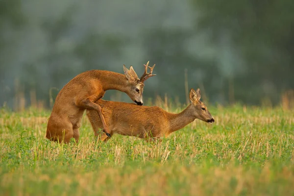 Ciervo Capreolo Capreolo Pareja Copulando Durante Una Temporada Apareamiento Animales —  Fotos de Stock