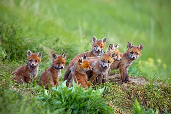 Kızıl Tilki Vulpes Vulpes Yavrularını Den Tarafından Oturuyor Grup Hayvan — Stok fotoğraf