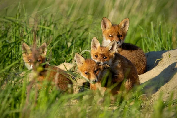 Zorro Rojo Vulpes Vulpes Cachorros Pequeños Cerca Guarida Jugando Lindos —  Fotos de Stock