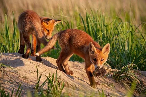 Červená Liška Vulpes Vulpes Malá Mláďata Blízko Doupěte Roztomilí Malí — Stock fotografie