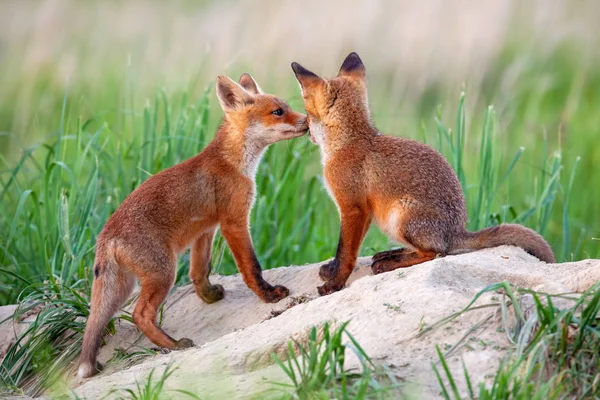 Červená Liška Vulpes Vulpes Malá Mláďata Blízko Doupěte Roztomilí Malí — Stock fotografie