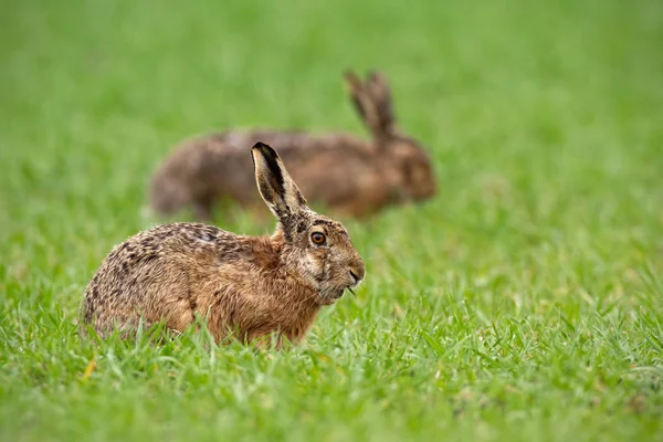 ヨーロッパ褐色野ウサギ 緑の夏のうさぎ座 Europaeus ぼやけて背景 野生のウサギの細部のクローズ アップ — ストック写真
