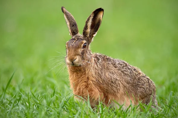 Lebre Castanha Europeia Lepus Europaeus Verão Com Fundo Verde Desfocado — Fotografia de Stock