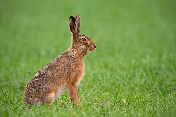 ヨーロッパ褐色野ウサギ 緑の夏のうさぎ座 Europaeus ぼやけて背景 野生のウサギの細部のクローズ アップ — ストック写真