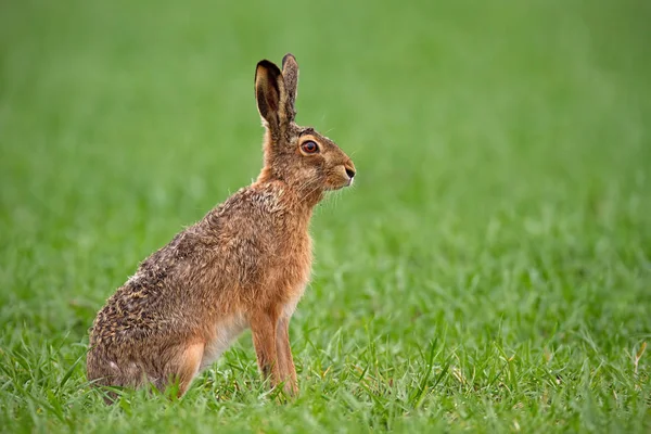 Lepre Bruna Europea Lepus Europaeus Estate Con Sfondo Verde Sfocato — Foto Stock