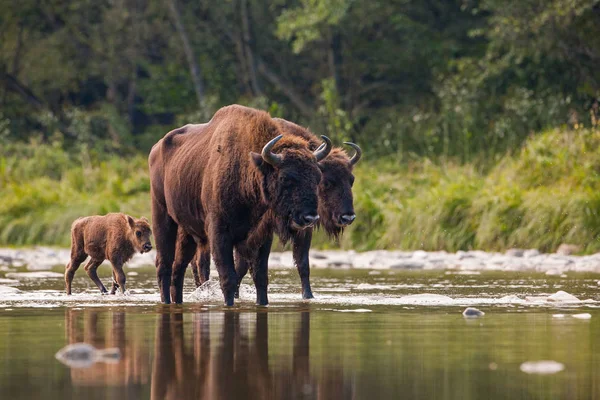 Многочисленное Стадо Европейских Бизонов Бизонов Пересекающих Реку Величественные Дикие Животные — стоковое фото
