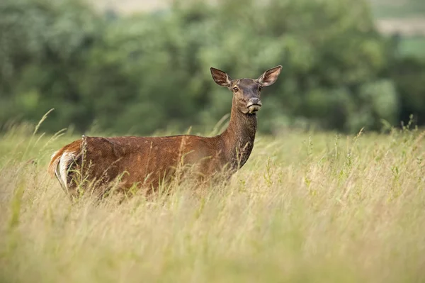 Alerted Red Deer Hind High Grass Summer Clear View Female — Stock Photo, Image