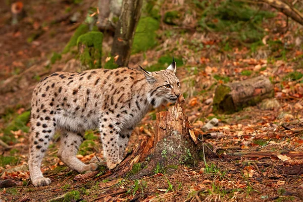 Eursian Lynx Στέκεται Στο Δάσος Autmn Θολή Φόντο Απειλούμενο Αρπακτικό — Φωτογραφία Αρχείου