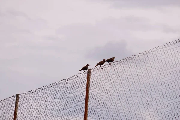Uccelli Nella Natura — Foto Stock