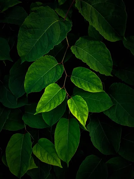 Groene Plant Bladeren Textuur Natuur — Stockfoto