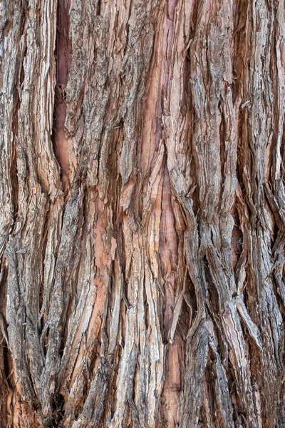 肖像画形式的红杉树皮细节 — 图库照片