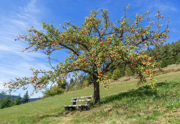 Melo Pieno Mele Rosse Mature Con Panca Sotto Pendio Autunno — Foto Stock