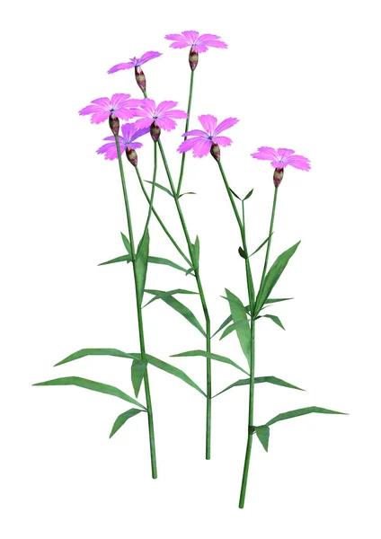 Rendering Dianthus Eller Nejlika Rosa Eller Sweet William Blommor Isolerad — Stockfoto