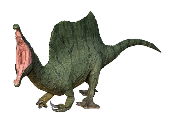 Spinosaurus Beyaz Arka Plan Üzerinde Izole Bir Dinozor Render — Stok fotoğraf