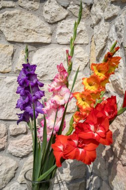 Head of  gladiolus flower against the background of a limestone wall clipart