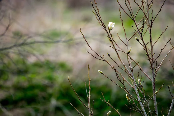 拉脱维亚春天的马格诺利亚灌木 有木兰花花的花丛 绿地上的白花灌木 拉脱维亚夏日开花的木兰花灌木 — 图库照片