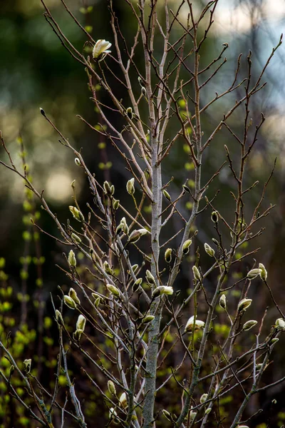 Magnolia Buske Våren Lettland Blommande Buske Med Magnolia Blommor Vit — Stockfoto