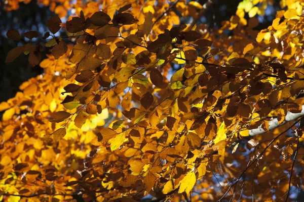 Hojas Coloridas Otoño —  Fotos de Stock