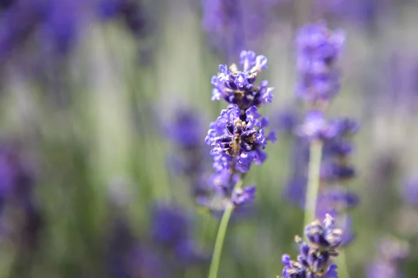 Nahaufnahme Von Violettem Lavendel Auf Einem Feld — Stockfoto