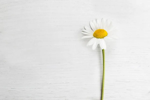 Marguerite White Isolated Background Spring Concept — Stock Photo, Image