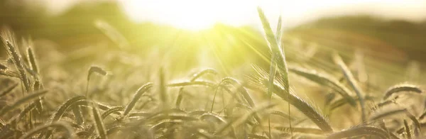 Rayons Solaires Sur Champ Orge Été Paysage Rural Panoramique Sous — Photo