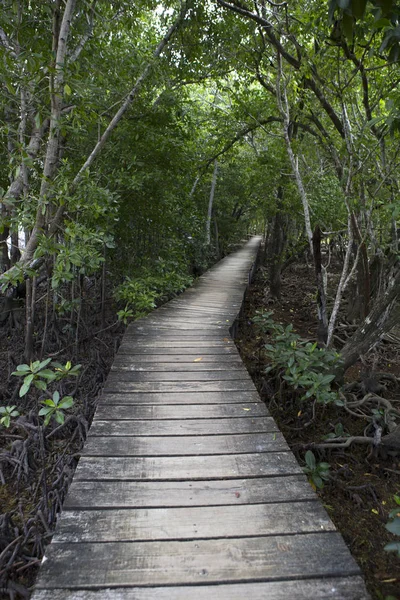 Passarela Madeira Floresta Mangue Selva Seychelles — Fotografia de Stock