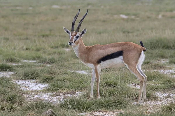 Western Thomson Gazelle Eudorcas Nasalis Parque Nacional Amboseli Kenia —  Fotos de Stock