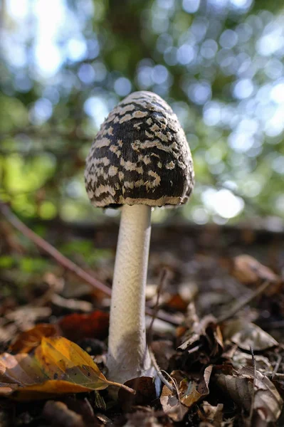 Magpie Inkcap Coprinopsis Picacea Chão Floresta Caduca Macro Tiro — Fotografia de Stock