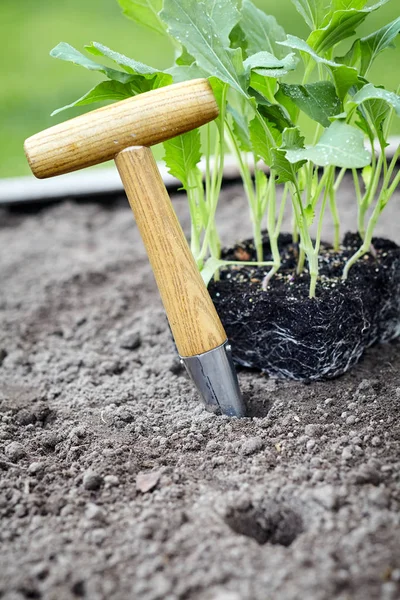 Transplantation Semis Pépinière Dans Une Zone Fleurie Potager Avec Une — Photo