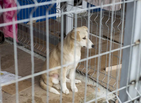 Beige Dog Sitting Cage Theme Charity Mercy Animal Shelter Dog — Stock Photo, Image