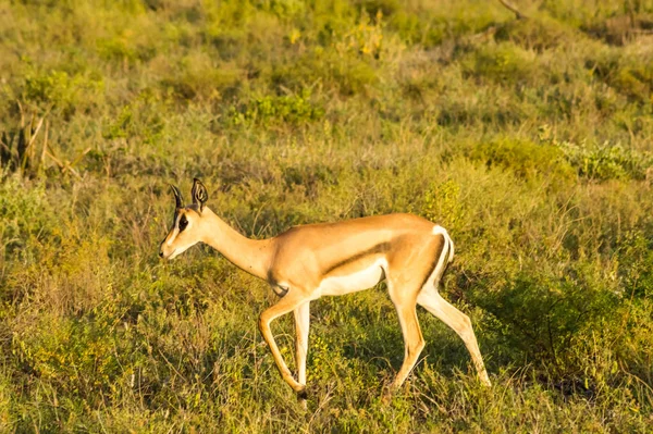 肯尼亚中部Samburu公园草原上的年轻雌性羚羊 — 图库照片