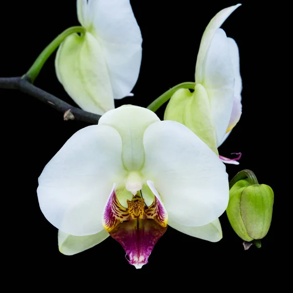 蘭を白 黒背景と南国の花のクローズ アップ — ストック写真