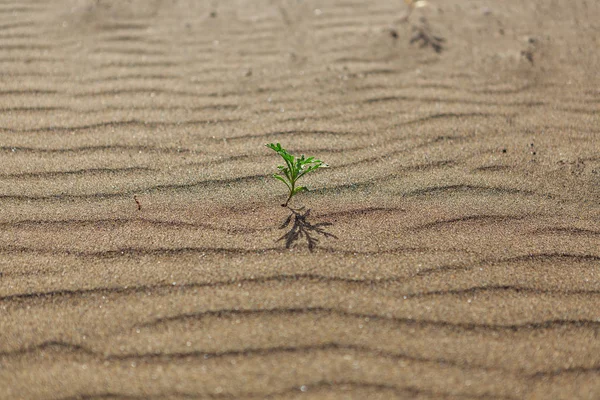 Dunas Arena Una Brecha Lanzarote — Foto de Stock