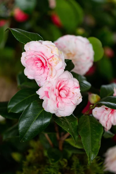 Ausgewählte Garten Kamelienblume Dekor Und Schönheit — Stockfoto