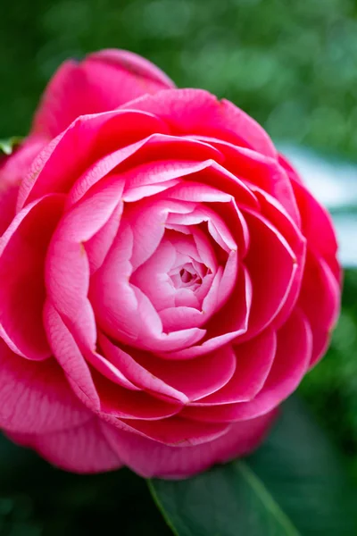 Selrcted Trädgård Camellia Blomma Inredning Och Skönhet — Stockfoto