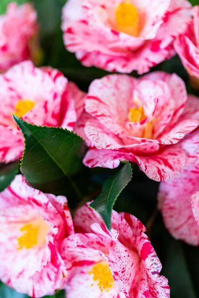 Selrcted Bahçe Kamelya Çiçek Dekor Güzellik — Stok fotoğraf