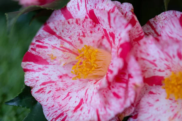 Selrcted Jardin Camélia Fleur Dans Décor Beauté — Photo