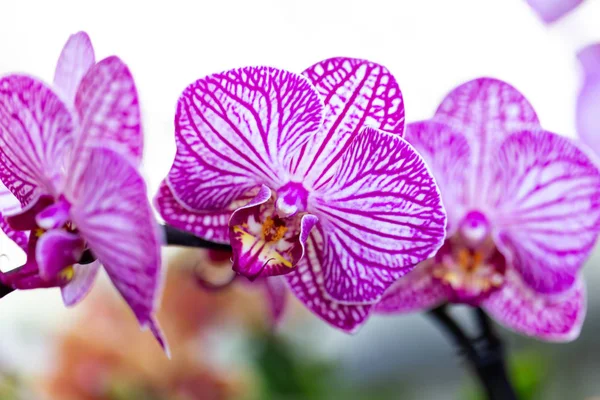 Flor Orquídea Jardim Selrcted Para Decoração Beleza — Fotografia de Stock