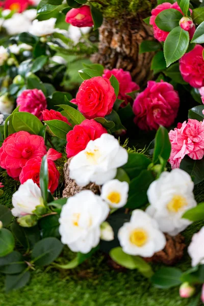 Selrcted 庭の椿の花 — ストック写真