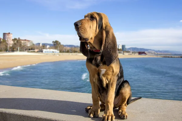 Beautiful Bloodhound Puppy Months Sits Backdrop Sea Sunny Day — Stock Photo, Image