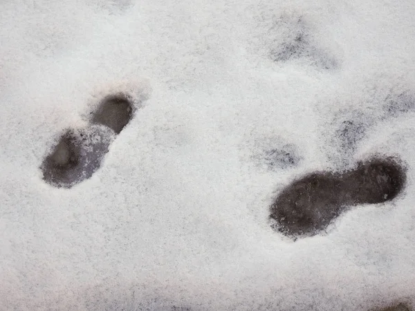 Следы Оставленные Человеком Идущим Снегу — стоковое фото
