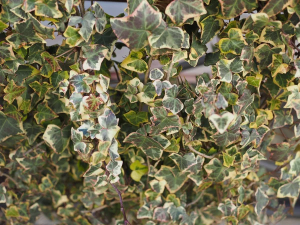 Hiedra Hedera Planta Útil Como Fondo — Foto de Stock