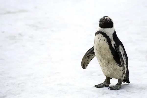 Пингвин Снегу Дикой Природе — стоковое фото