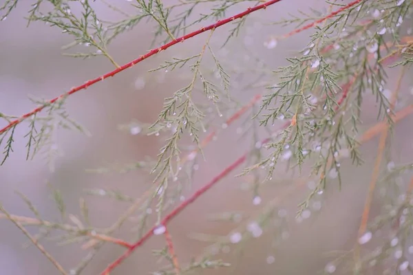 緑の木は自然の中にあり — ストック写真