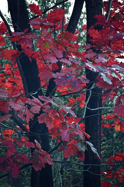 Feuilles Flore Feuillage Des Arbres — Photo