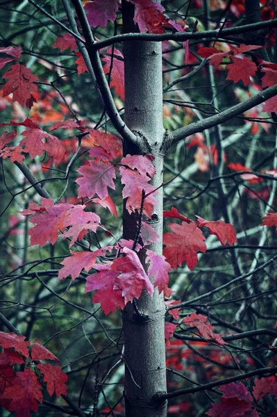 Foglie Flora Fogliame Degli Alberi — Foto Stock