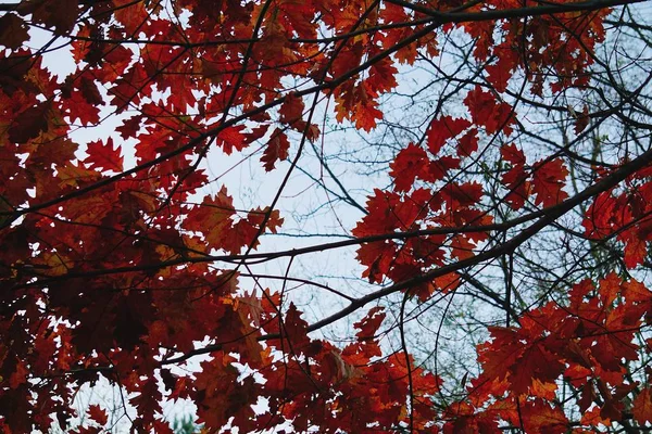 Foglie Flora Fogliame Degli Alberi — Foto Stock