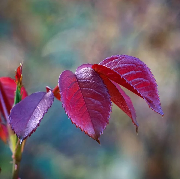 Bladeren Flora Gebladerte Van Bomen — Stockfoto