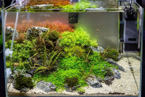 Petit Aquarium Pour Décoration Intérieure Avec Des Plantes — Photo