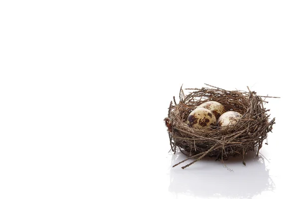 Quail Eggs Real Nest White Background Copy Space — Stock Photo, Image